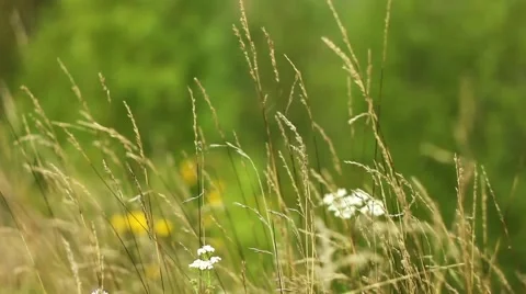 Grass closeup Stock Footage 66527826