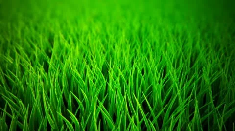 Grass closeup loopable animation. Stock Footage 21441940
