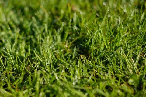 Grass closeup, meadow macro, dew drows on grass  - Stock Photos