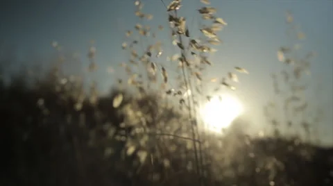 Grass closeup moving by the wind Stock Footage 40502682