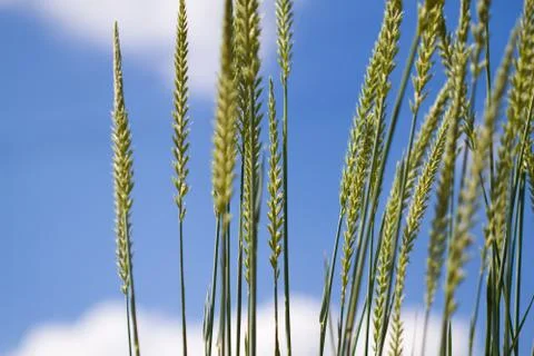 Grass closeup over sky background Stock Photos