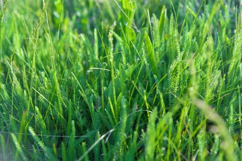 Grass closeup Stock Photos