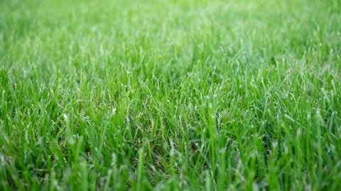 Grass closeup Foto stock