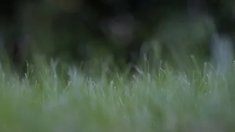 Grass closeup rack focus Stock Footage 91049878