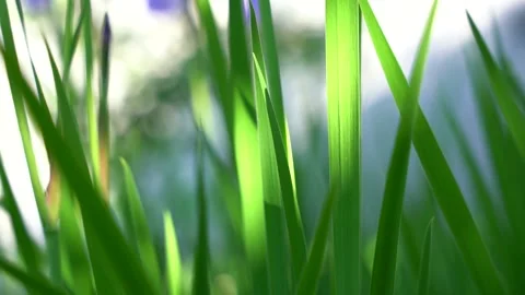 Grass closeup, summer breeze, park, sunshine Stock Footage 155457732