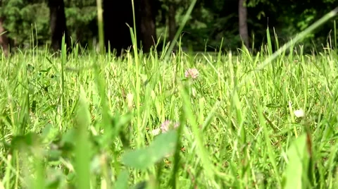Grass - closeup - summer - sun rays 스톡 동영상 51693302