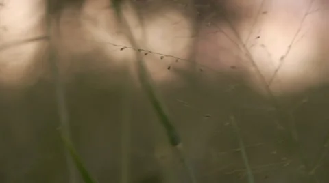 Grass Closeup Sunset 2 Stock Footage 51749536
