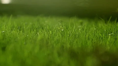 Grass closeup in sunset Stock Footage 50517109