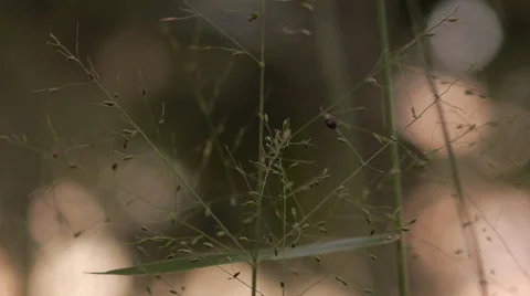 Grass Closeup Sunset Stock Footage 51749469