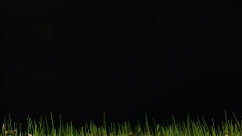 Grass closeup timelapse growing sideview Stock Footage 84180908