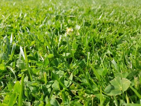 Grass closeup view Stock Photos