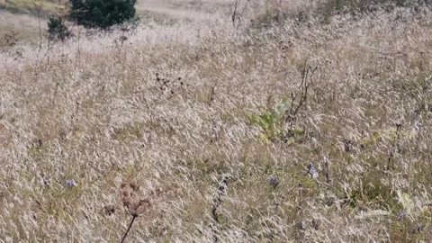 Grass closeup on the wind in the autumn on the mountain Stock Footage 139657017