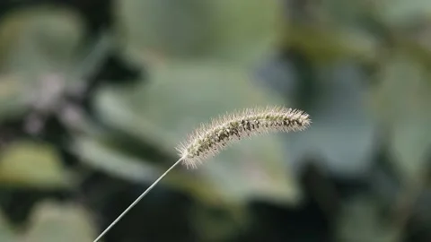 Grass closeup on the wind with blurry background Stock Footage 138838780