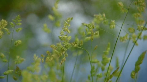 Grass closeup on wind Stock Footage 108769956