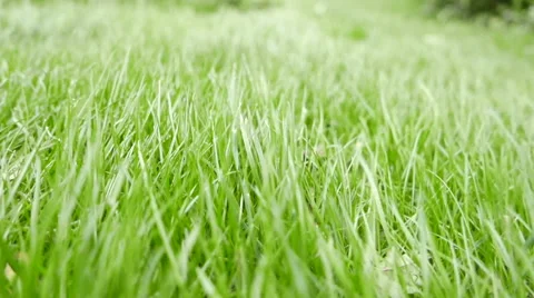 Grass Closup Blown by  Wind Stock Footage 57652150