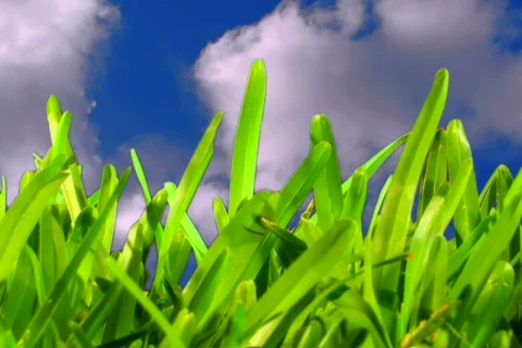 Grass with cloud time lapse - NTSC Video stock 665181