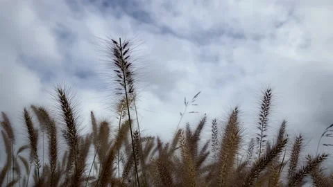Grass with clouds video background Stock Footage 162905740