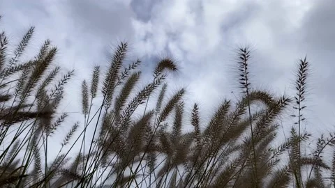 Grass with clouds video background Stock Footage 162905769