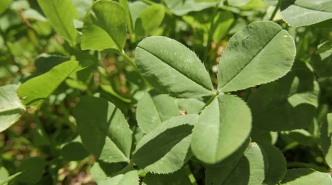 Grass clover field, close-up Video stock 53867473
