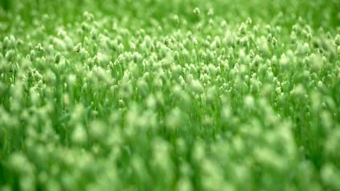 Grass Clover on the Field Stock Footage 77049668