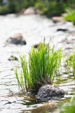 Grass Cluster Growing In Stream Stock-Fotos