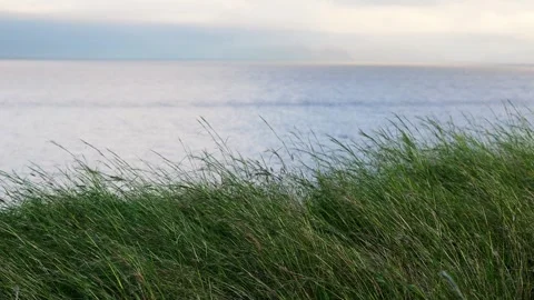 Grass on a coast line in the wind background video Stock-Footage 257504446