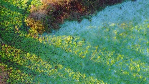 Grass in the cold Stock Footage 229320292