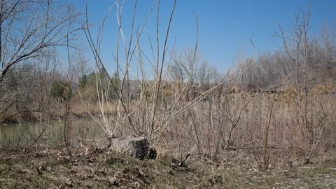 Grass coming back to life in spring 库存影片 238405350