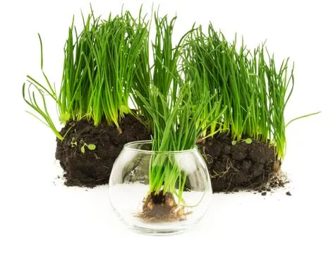 Grass concept Stock Photos