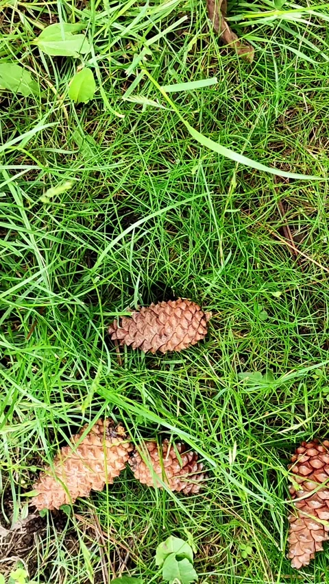 Grass cones lie around the pine tree. Vertical video. View from above Stock Footage 155051349