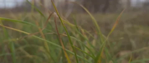 Grass on a cool autumn evening Stock Footage 186236699