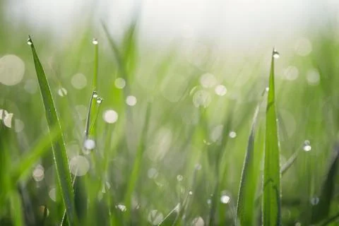 Grass covered with dew Stock Photos