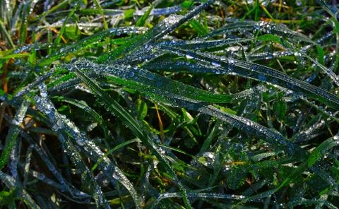The grass is covered with dew. Selective focus Stock Photos