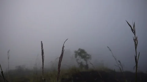 Grass covered with dew stirs from the wind in dense fog Video stock 127585210
