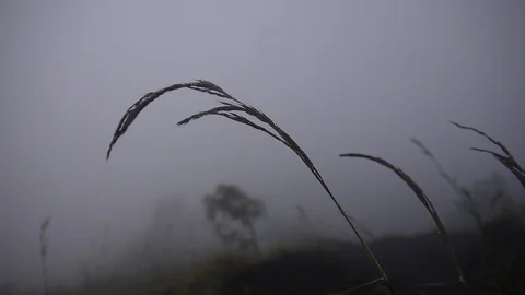 Grass covered with dew stirs from the wind in dense fog 動画素材 127585213
