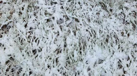 Grass Covered with First Snow Stock Photos
