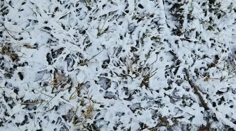 Grass Covered with the First Snow Stock Photos