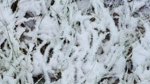 Grass is Covered with Fluffy Snow Stock Photos