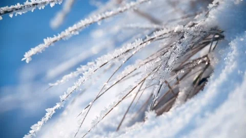 Grass covered by frost Stock Footage 169703118