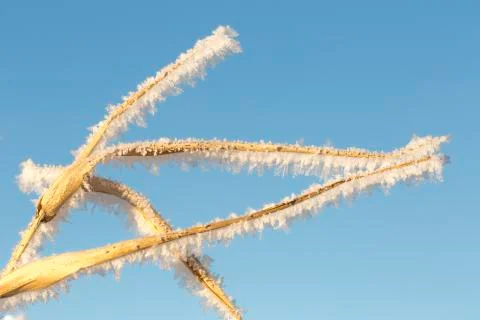 Grass Covered in Frost Stock Photos