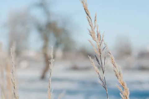 Grass covered with hoarfrost against a background of a winter morning landsca Stock Photos