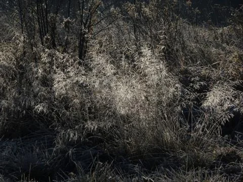 Grass covered by ice Stock Photos