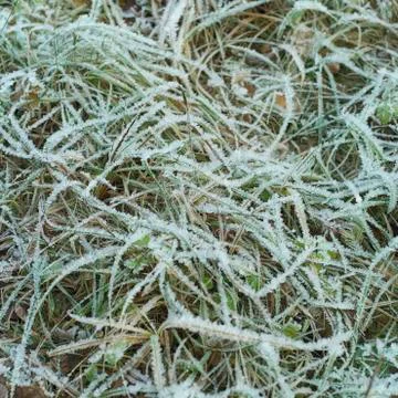 Grass covered with ice 库存照片
