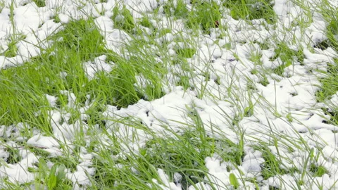 Grass covered with a layer of snow Video stock 274789848