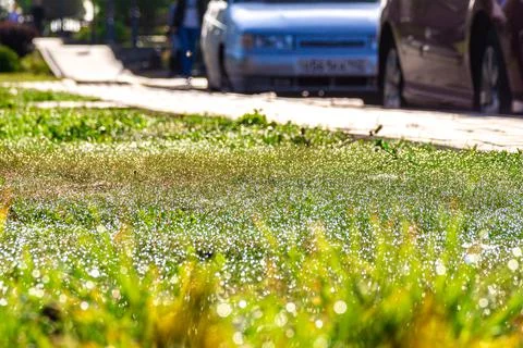 Grass covered with multiple dewdrops on the side of the road with standing cars Stock Photos