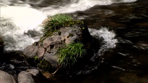 Grass covered rock in fast moving stream Stock Footage 86899430