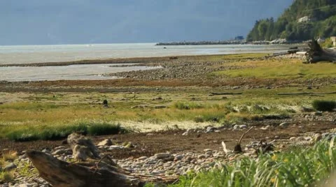 Grass covered shoreline. Stock Footage 10751230