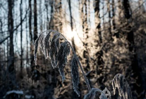 The grass is covered with snow and frost Stock Photos