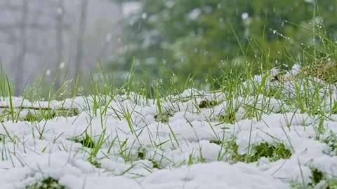 Grass covered with snow and ice in spring during the snowfall Stock Footage 240215077