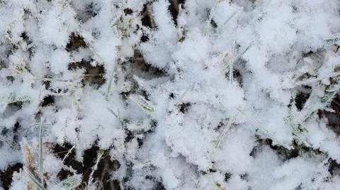 Grass Covered with Snow Close-up Stock Photos